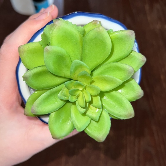$2 if you bundle - Fake Succulent Plant - Room decor - Picture 3 of 3